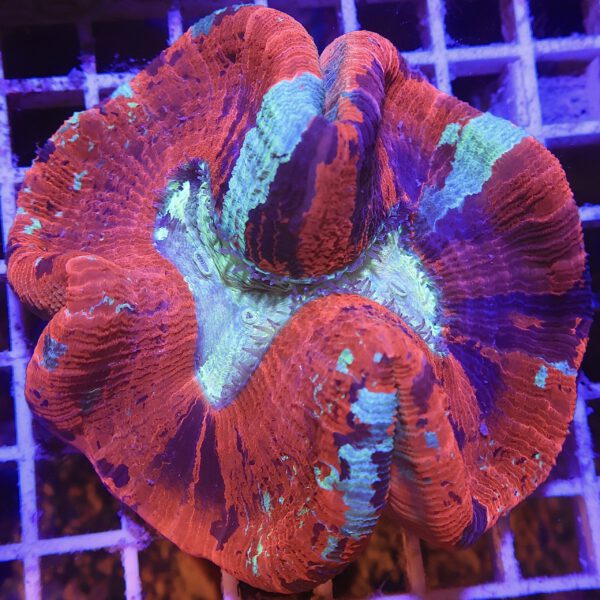 Trachyphyllia geoffroyi