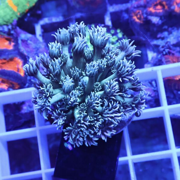 Goniopora green blueish