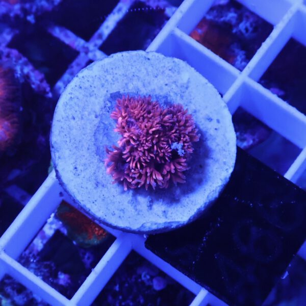 Goniopora pink