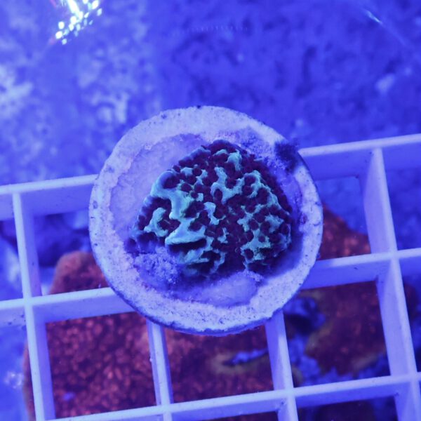 Montipora danae yedi mind trick