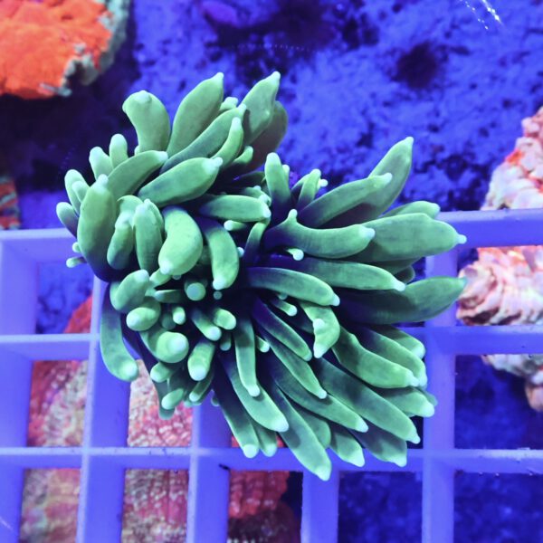 Euphyllia glabrescens green