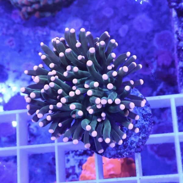 Euphyllia glabrescens rose polyps