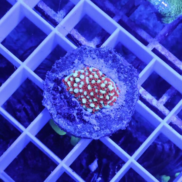 Montipora danae red polyps