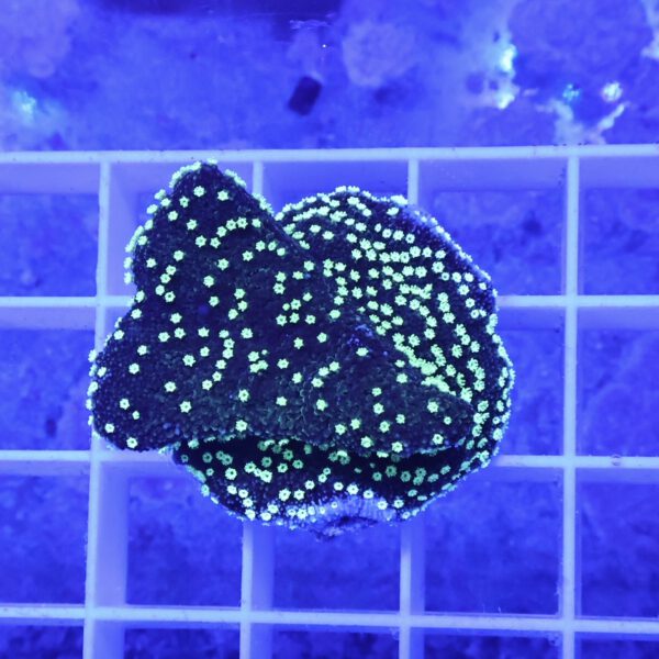 Montipora hoffmeisteri