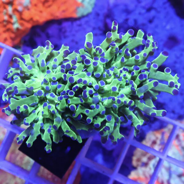 Euphyllia/Fimbriaphyllia paradivisa